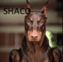 a close up of a dog with the name shaco on the bottom right