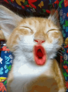 a close up of a cat yawning with the number b612 on the bottom right