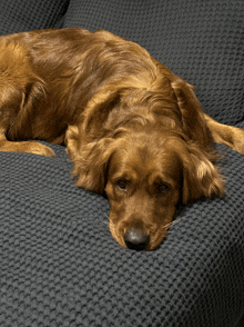 a brown dog is laying on a couch with its head on the couch