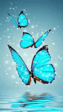 three blue butterflies are flying over water