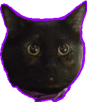 a black cat with a purple outline around its face