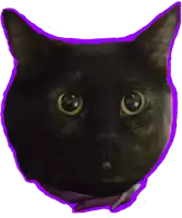 a black cat with a purple outline around its face