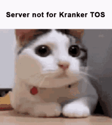 a cat is laying on a table and looking at the camera with the words `` server not for kranker tos '' above it .