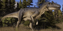 a dinosaur is walking through a grassy field in the woods .