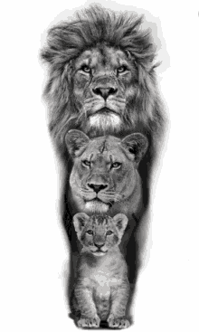 a lion standing next to a lioness and a baby lion