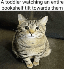 a toddler is watching an entire bookshelf tilt towards them with a cat