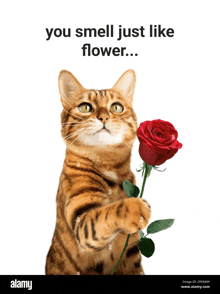 a cat is holding a red rose in its paw and says " you smell just like flower ... "