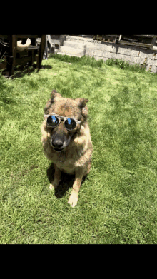 a dog wearing sunglasses looks at the camera