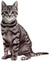 a cat is sitting down and looking at the camera with a white background