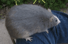 a gray and white rat is sitting on a person 's leg