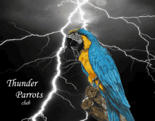 a picture of a blue and yellow parrot with lightning behind it and the words thunder parrots club