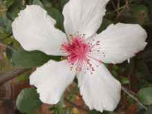 a close up of a white flower with a red center