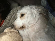 a white dog is laying on a blanket with a blanket behind it