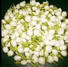 a pile of white flowers with green stems on a green background