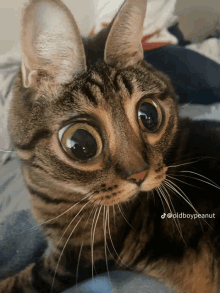 a close up of a cat laying on a bed with the caption oldboypeanut