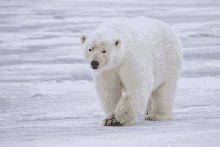 a polar bear walking across a snow covered field