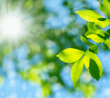 green leaves against a blue sky with the sun shining through them