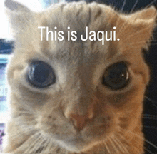 a close up of a cat with the words " this is jaqui " on the bottom