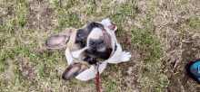 a french bulldog is sitting on the grass looking up at the camera