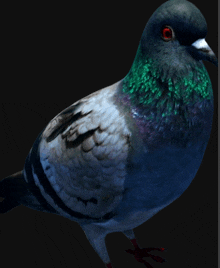 a pigeon with green feathers and red eyes stands on a black background