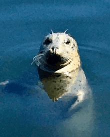 a seal is swimming in a body of water and looking at the camera