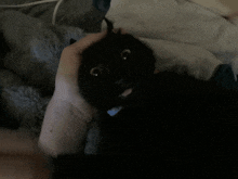 a person is petting a black cat with a blue tag on it