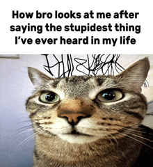 a cat looks at the camera with a caption that says how bro looks at me after saying the stupidest thing