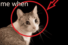 a cat is surrounded by a red circle with the words me when written above it