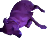 a purple dog is laying on its back with a white background