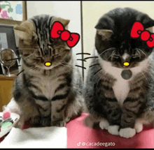 two cats wearing hello kitty bows on their ears