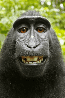 a close up of a monkey 's face and teeth