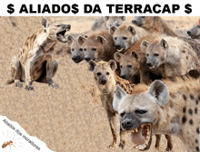 a picture of a herd of hyenas with the words $ aliados $ da terracap $ below them