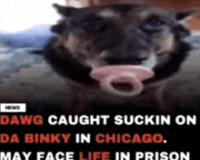 a dog with a pacifier in its mouth is being caught in chicago .