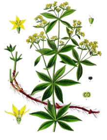 a botanical drawing of a plant with a yellow flower and roots