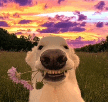 a dog is holding a flower in its mouth in front of a sunset sky