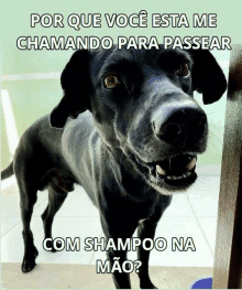 a black dog is standing in front of a sign that says por que voce esta me chamando para passear