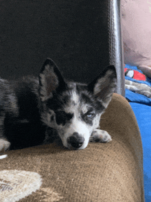 a black and white dog is laying on a couch and looking at the camera