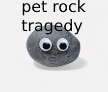 a rock with googly eyes and the words `` pet rock tragedy '' above it .