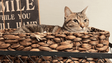 a cat is laying in a basket in front of a sign that says mile while you have it