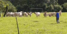 a man in a blue shirt is walking through a grassy field with a herd of cows in the background .