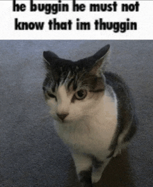 a picture of a cat that says he buggin he must not know that im thuggin