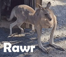 a kangaroo is standing in the dirt with the word rawr above it