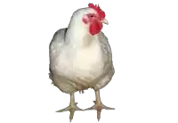 a white chicken with a red comb standing on its hind legs