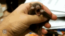 a person is holding a small bat with its mouth open and a smiley face in the corner