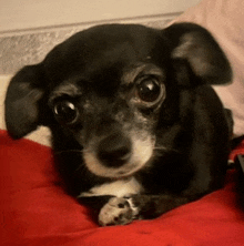 a small black and white dog is laying on a red blanket