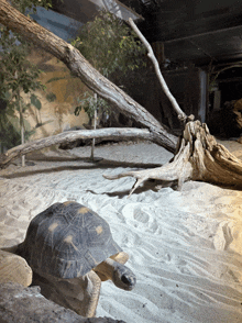 a turtle is walking through the sand near a tree branch