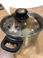 a cat is sitting inside of a pot with a glass lid