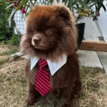 a small brown pomeranian dog wearing a red and white striped tie and collar .