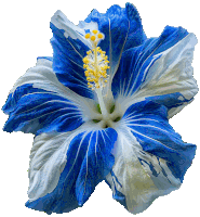 a blue and white hibiscus flower with a yellow center