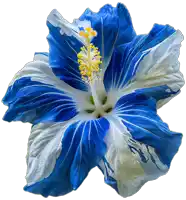 a blue and white hibiscus flower with a yellow center